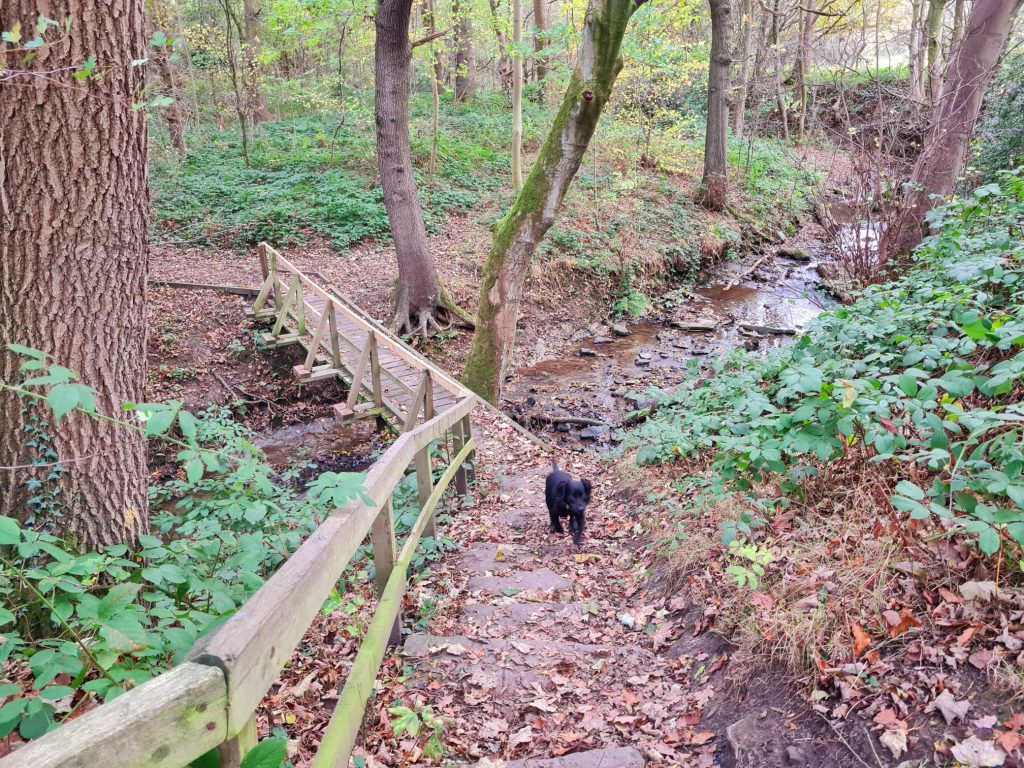 A scenic walk with the hounds. Woods are a short distance from The Cottage.