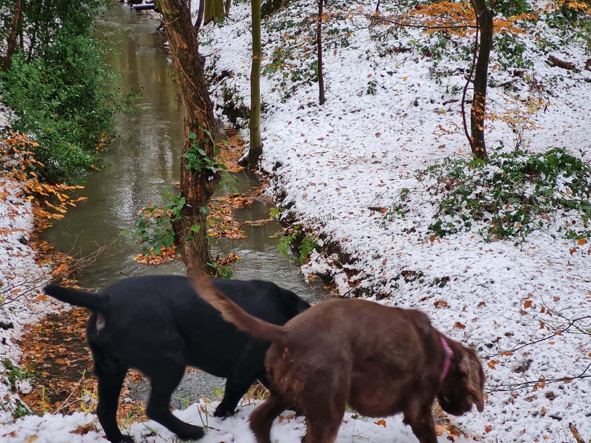 Activities for Your Dog-Friendly Holiday Cottage Break