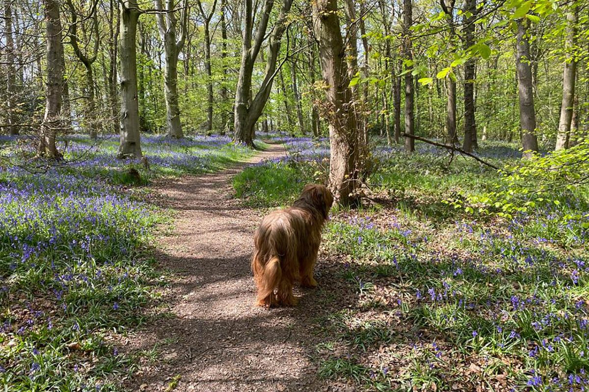 Coco enjoying the bluebells in Nabs Wood, silkstone common
